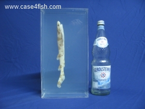 Foto Galerie/Carcharhiniformes/Scyliorhinus stellaris/Scyliorhinus stellaris_07_S.jpg